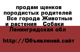 продам щенков породистых родителей - Все города Животные и растения » Собаки   . Ленинградская обл.